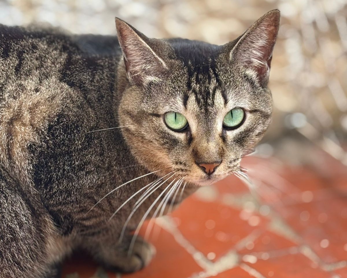 Feira de Adocao de Animais Focinho Amigo